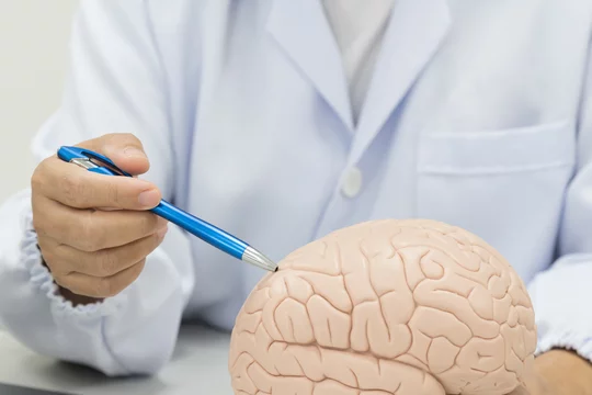 Brain, Neurology, and Cognitive Health